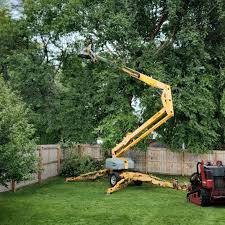 Best Lawn Disease Treatment  in Clarksburg, MD