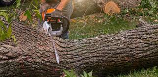 Best Commercial Tree Services  in Clarksburg, MD