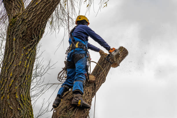 How Our Tree Care Process Works  in  Clarksburg, MD