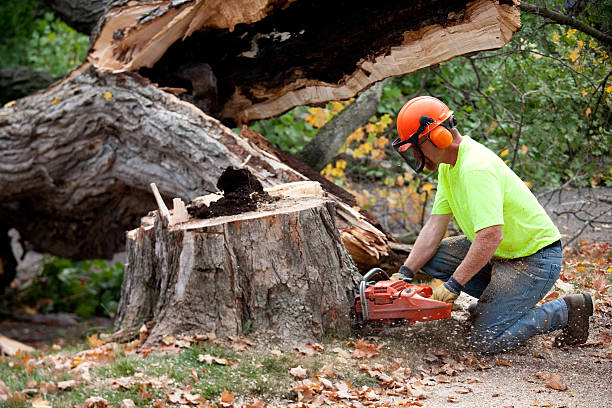 Best Storm Damage Tree Cleanup  in Clarksburg, MD