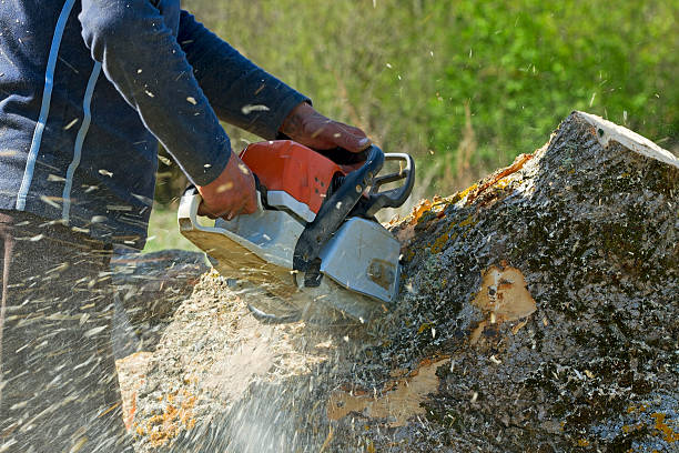 Trusted Clarksburg, MD Tree Removal Experts